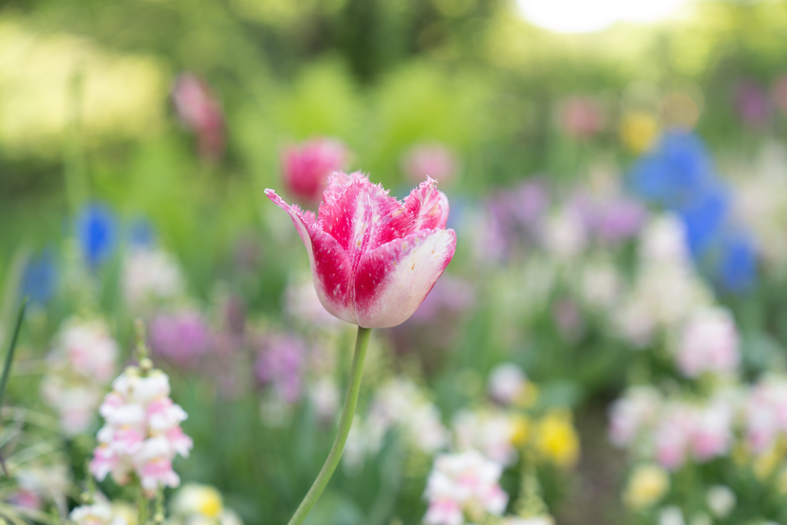 花